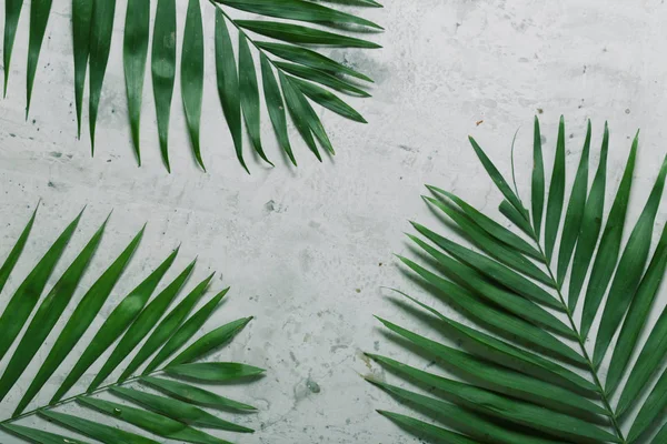 Grauer Hintergrund Mit Blättern Tropischer Pflanzen — Stockfoto