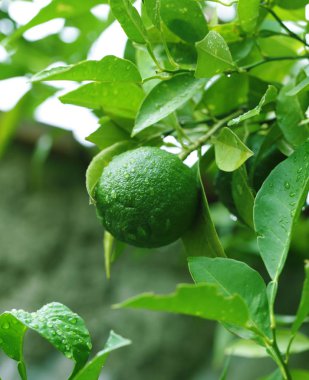 Yeşil yapraklı doğal organik kireç