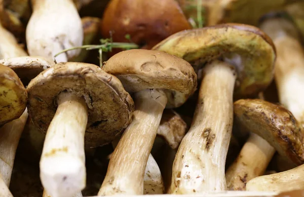 Champignons Crus Biologiques Naturels Sur Marché — Photo