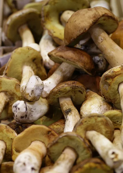 시장에 유기농 생버섯 — 스톡 사진