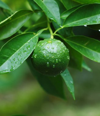 Yeşil yapraklı doğal organik kireç