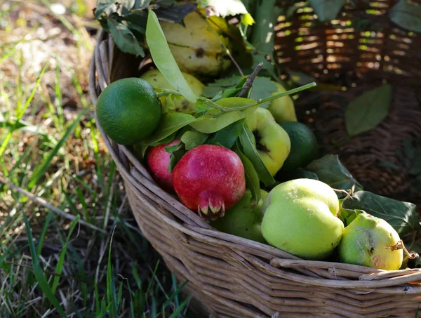 Organikus Természetes Gyümölcsök Egészséges Étrendért — Stock Fotó