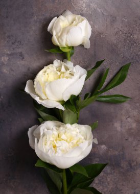 Hayat çiçekleri arka plan ve dekorasyon için