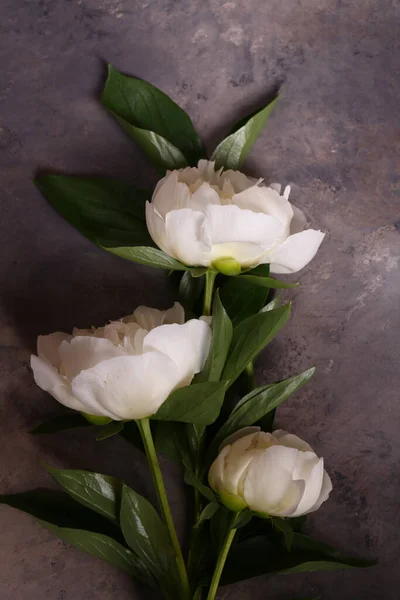 Bodegón Peonías Flores Para Fondo Decoración —  Fotos de Stock