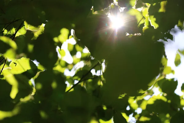 Fundo Folhas Verdes Luz Solar — Fotografia de Stock