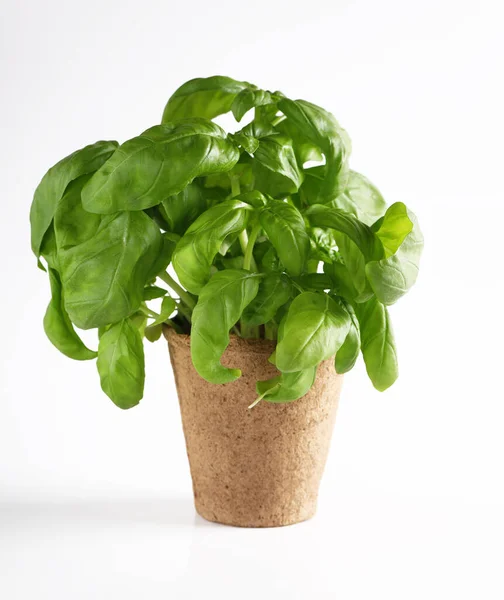 Fresh Ripe Organic Green Basil — Stock Photo, Image