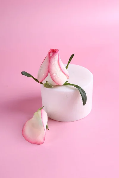 Macro Shot Pink Rose Dew Drops — Stock Photo, Image