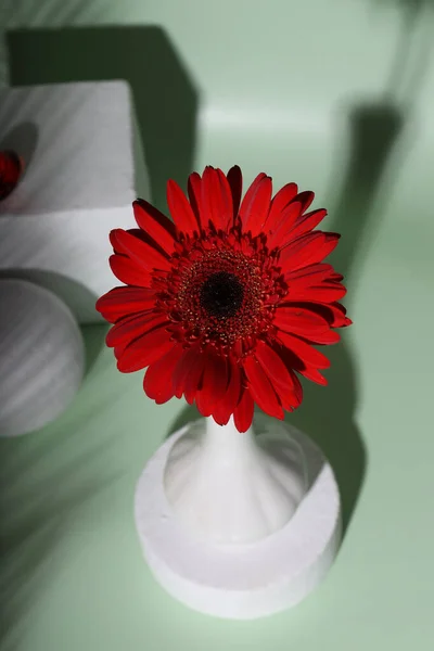 Rote Gerbera Blume Auf Modernem Stillleben — Stockfoto