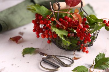 Masada olgun organik viburnum meyvesi var.