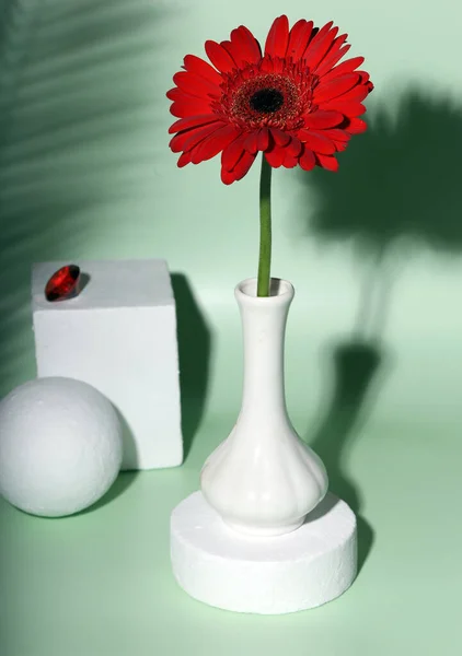 Red Gerbera Flower Modern Still Life — Stock Photo, Image