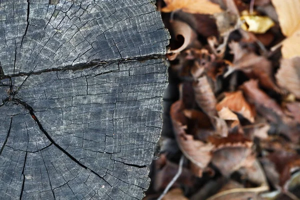 老树桩和秋叶背景 — 图库照片