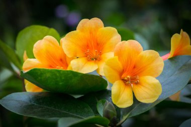 Singapur Bahçe en güzel çiçekler.