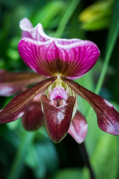 Prachtige Bloemen Tuin Singapore — Stockfoto