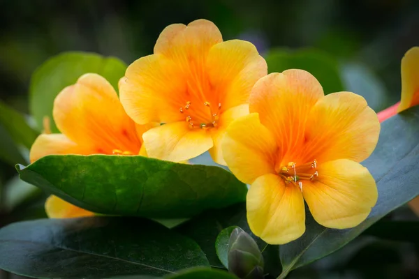Krásné Květiny Zahradě Singapuru — Stock fotografie
