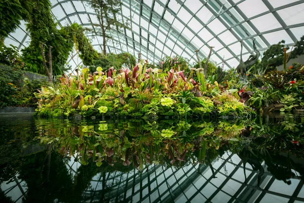Schöne Blumen Garten Singapore — Stockfoto