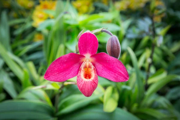 Hermosas Flores Jardín Singapur — Foto de Stock