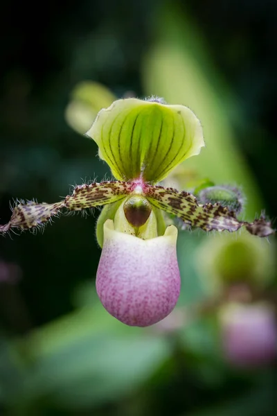 Prachtige Bloemen Tuin Singapore — Stockfoto