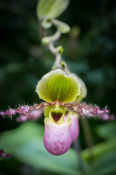 Vackra Blommor Trädgården Singapore — Stockfoto