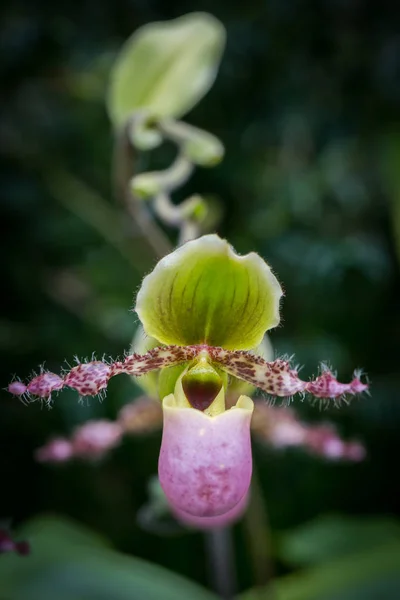 Bellissimi Fiori Nel Giardino Singapore — Foto Stock