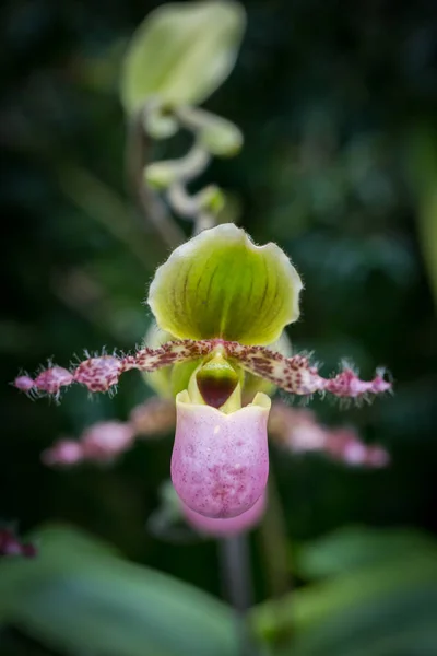 Belles Fleurs Dans Jardin Singapour — Photo