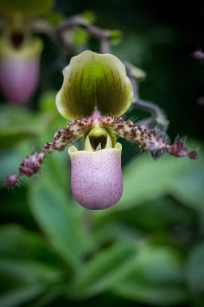 Prachtige Bloemen Tuin Singapore — Stockfoto