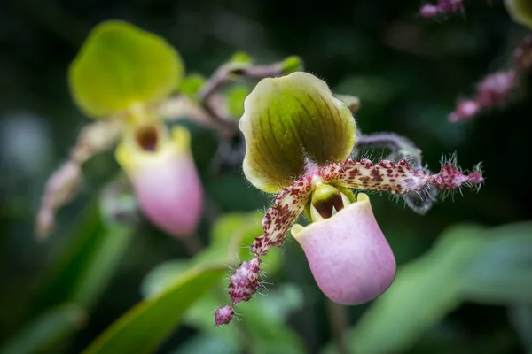 Vackra Blommor Trädgården Singapore — Stockfoto