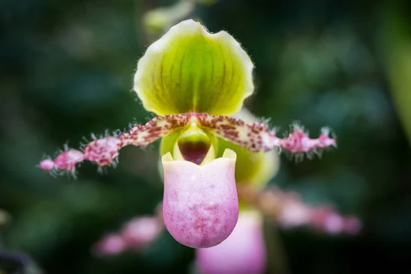 Vackra Blommor Trädgården Singapore — Stockfoto