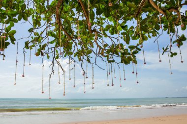 Sahildeki bir düğün töreninde çiçek aranjmanı..