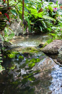 Tayland Garden'da akan küçük dere.
