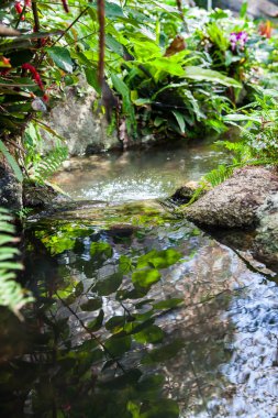 Tayland Garden'da akan küçük dere.