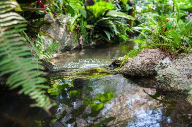 Tayland Garden'da akan küçük dere.