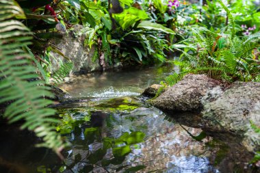 Tayland Garden'da akan küçük dere.