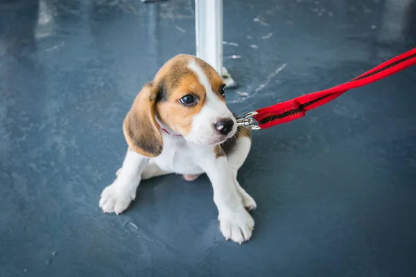 Feribot Koh Samui Için Köpek Yavrusu — Stok fotoğraf