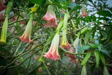 Turuncu Datura çiçek veya melekler bahçede trompet, Malezya