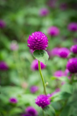 Küre mor tepe tarafında