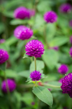 Küre mor tepe tarafında