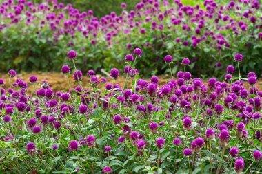 Küre mor tepe tarafında