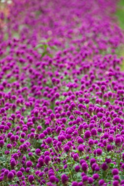 Küre mor tepe tarafında