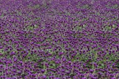 Küre mor tepe tarafında