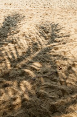 Plajda Hindistan cevizi yaprağı gölge