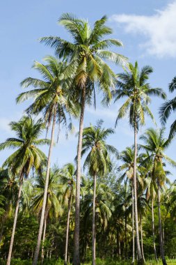 Tay Hindistan cevizi tarlası.
