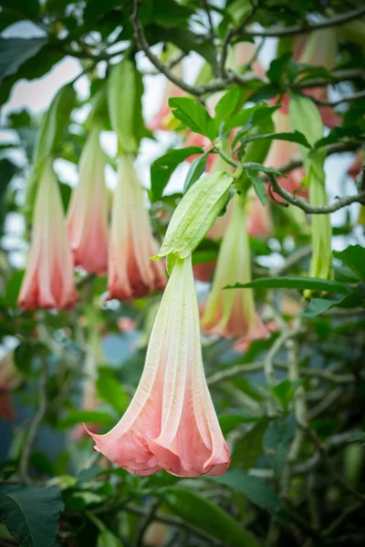 橙色大鼓花或天使在花园里吹牛，马来西亚 — 图库照片