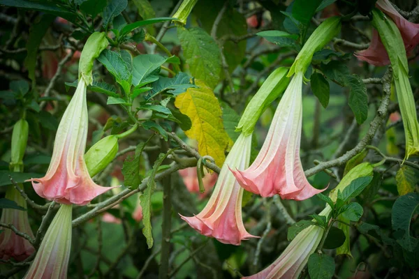 Fiori arancioni Datura o Angeli trombe in giardino, Malesia — Foto Stock