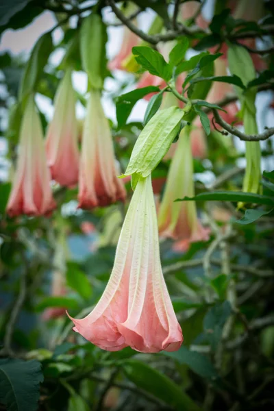 Orange Datura blommor eller änglar trumpeter i trädgården, Malaysia — Stockfoto