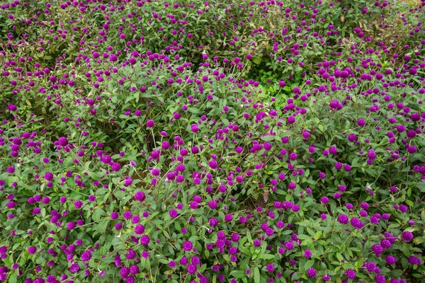 Globe amaranth na straně kopce — Stock fotografie