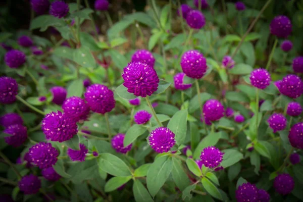 Globe amaranth aan de kant van de heuvel — Stockfoto