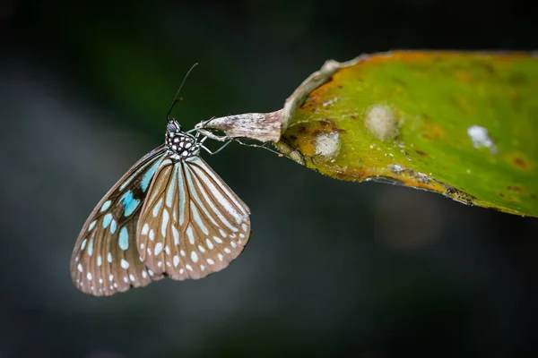 Motyl w ogrodzie — Zdjęcie stockowe