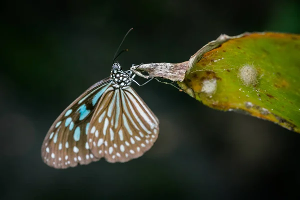 Motyl w ogrodzie — Zdjęcie stockowe