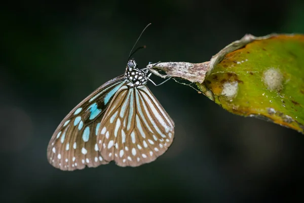 Motyl w ogrodzie — Zdjęcie stockowe