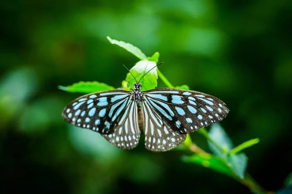 Motyl w ogrodzie — Zdjęcie stockowe